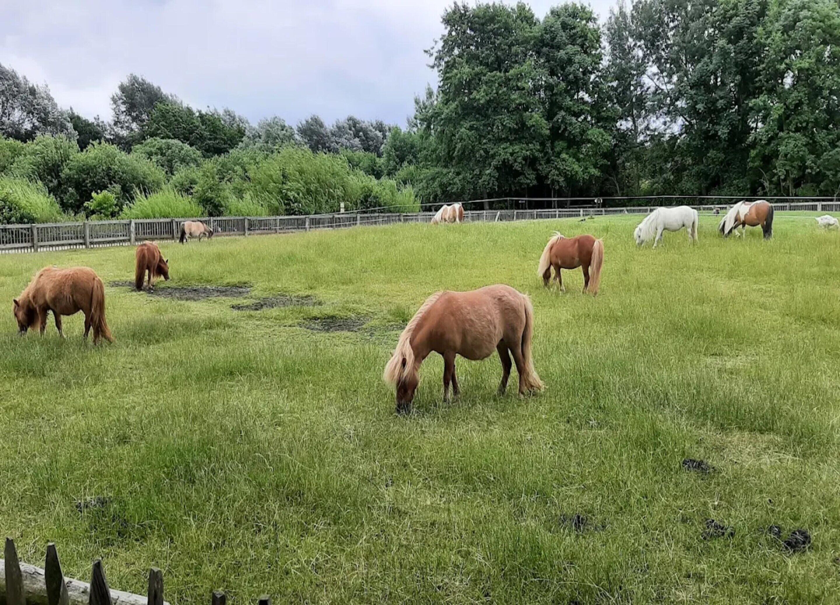 A grassy field with several horses grazing.