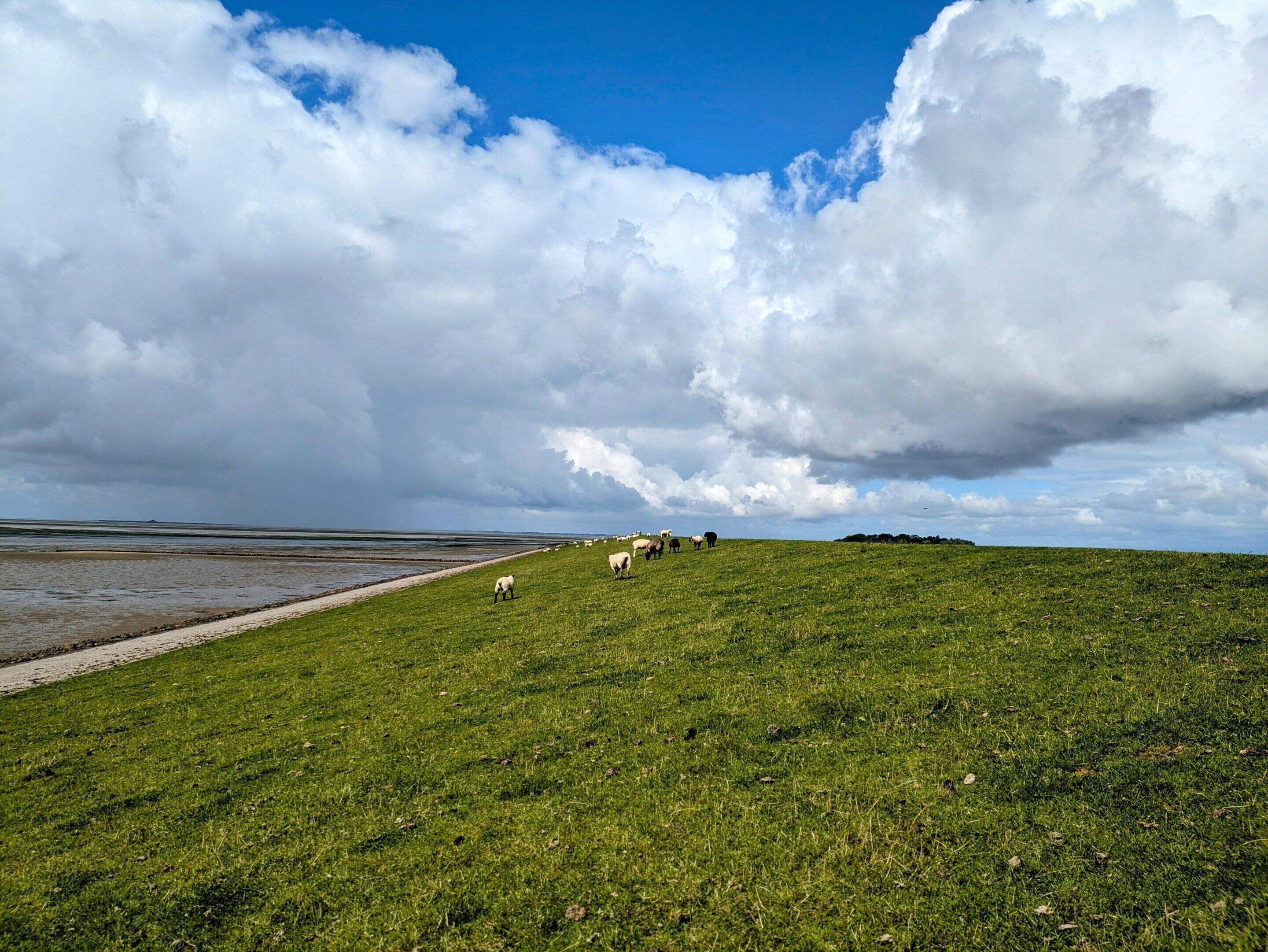 A grassy field with a path leading to a body of water, under a cloudy sky.