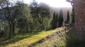 Un giardino con alberi e lavanda.