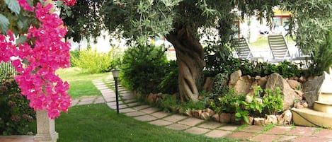A garden pathway with a tree and bougainvillea flowers.