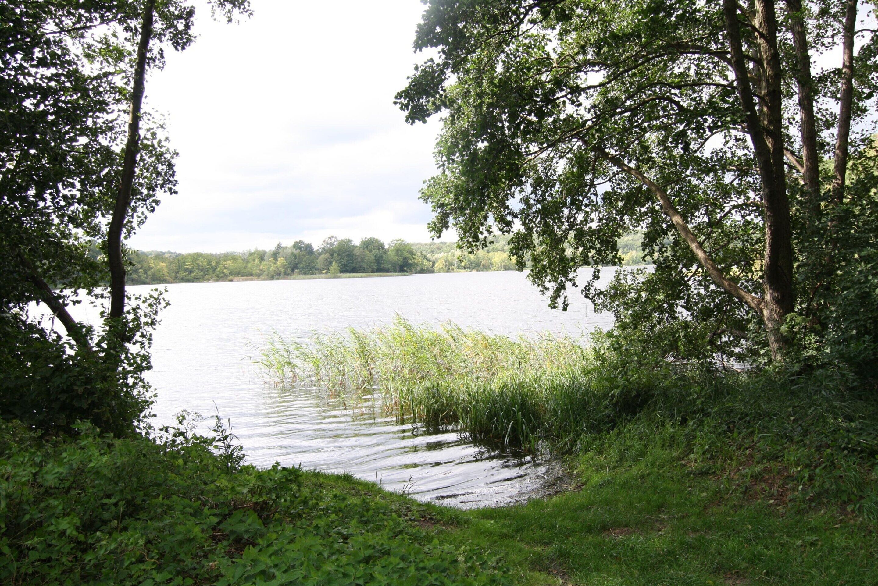 A serene lake surrounded by lush greenery and trees.