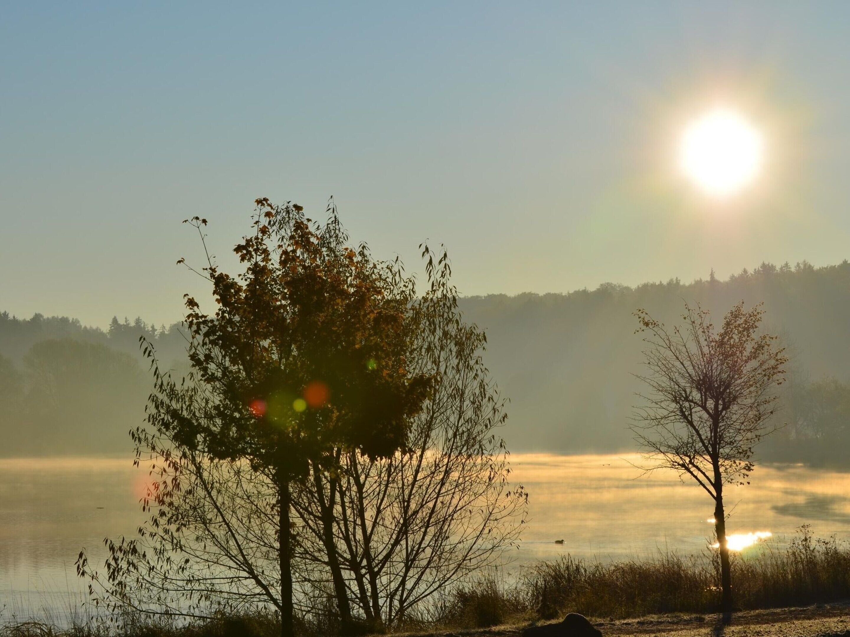A serene lakeside scene with trees and a clear sky.