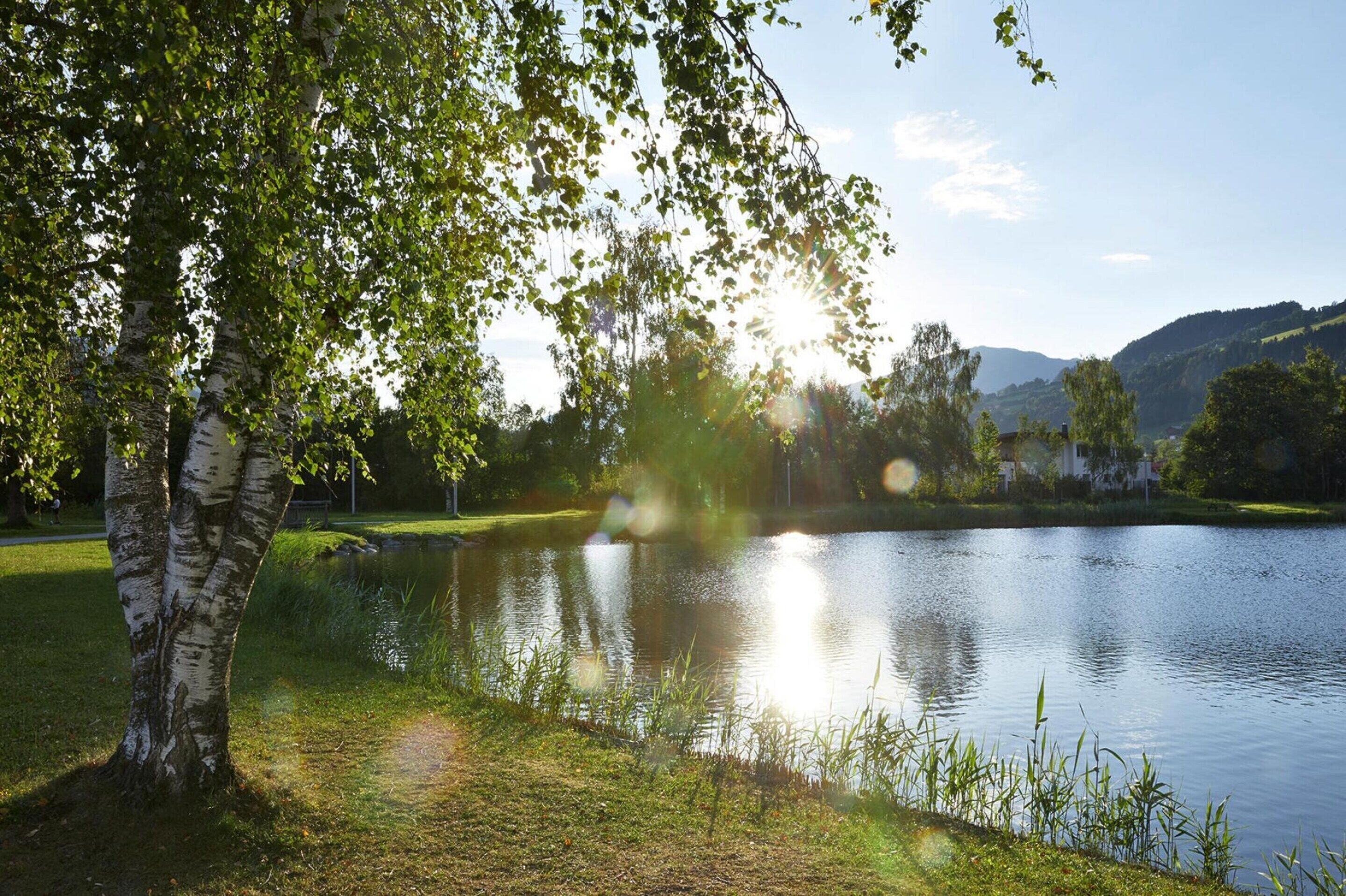 A serene lakeside scene with birch trees, calm water, and distant hills.