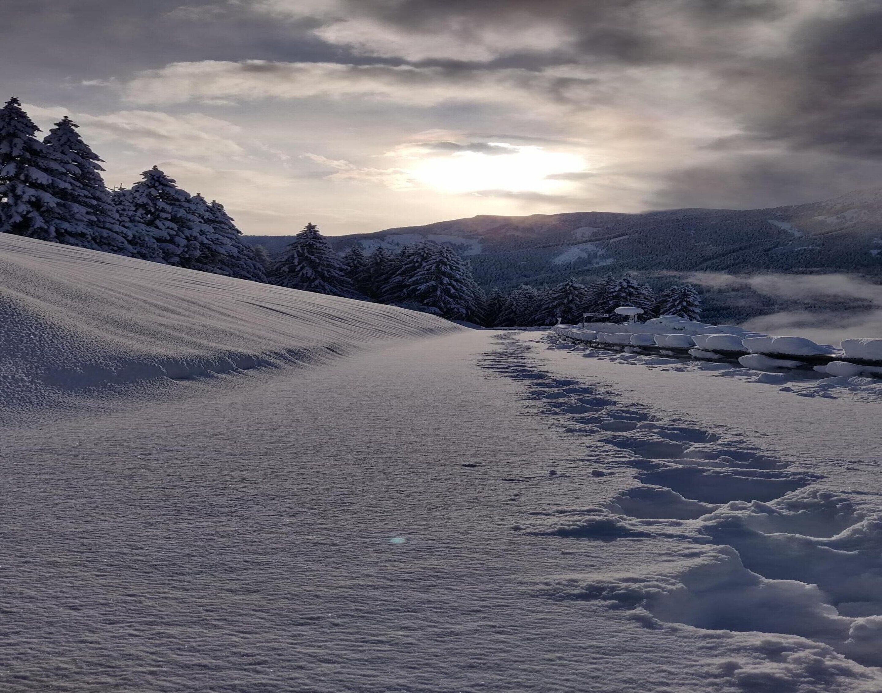 A snow-covered landscape with a path leading through a forest of snow-laden trees.