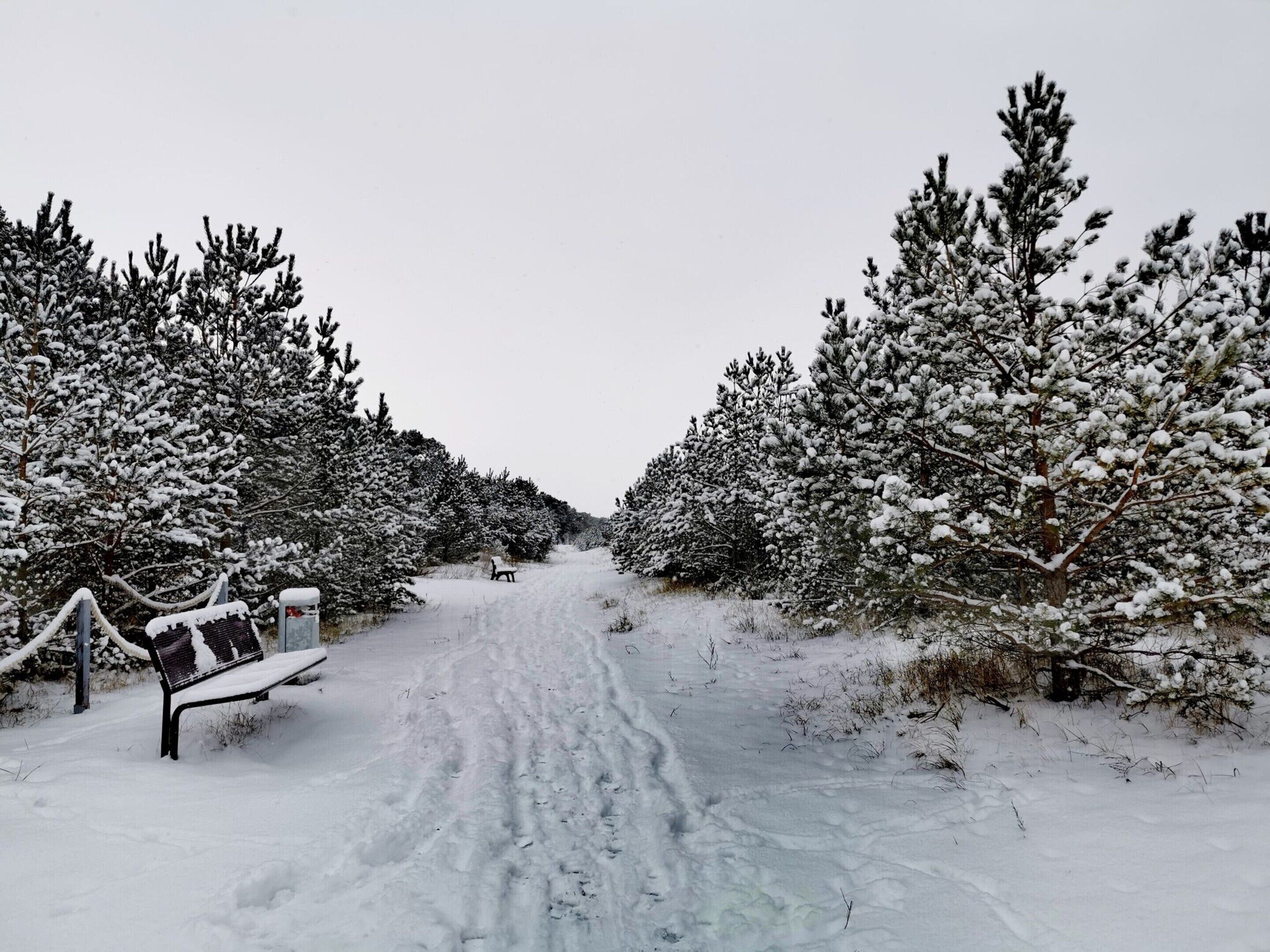 Ein mit Schnee bedeckter Weg, gesäumt von Bäumen, der zu einer Bank führt.