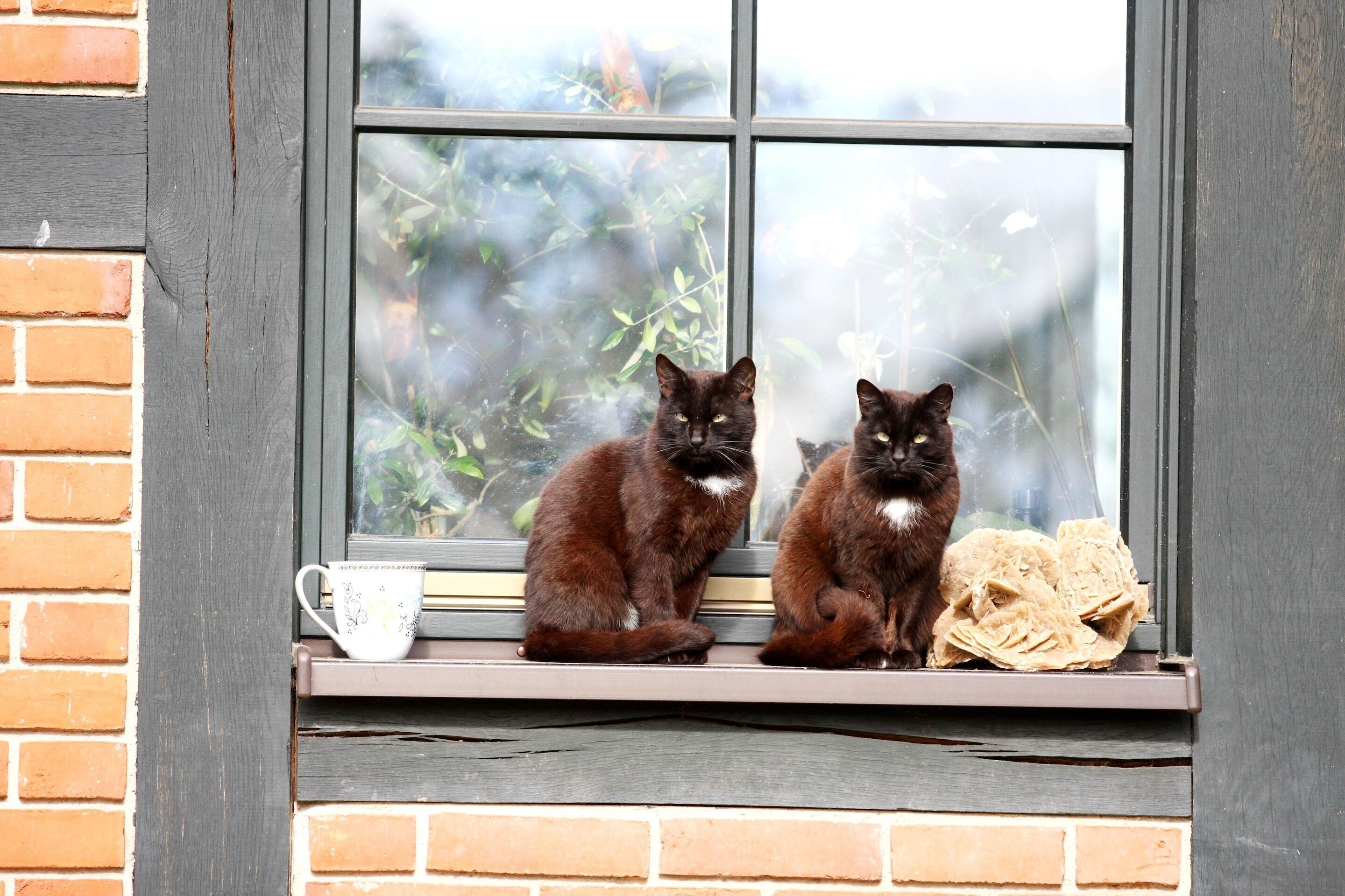 Twee katten zitten op een vensterbank met een kopje en wat etenswaren ernaast.
