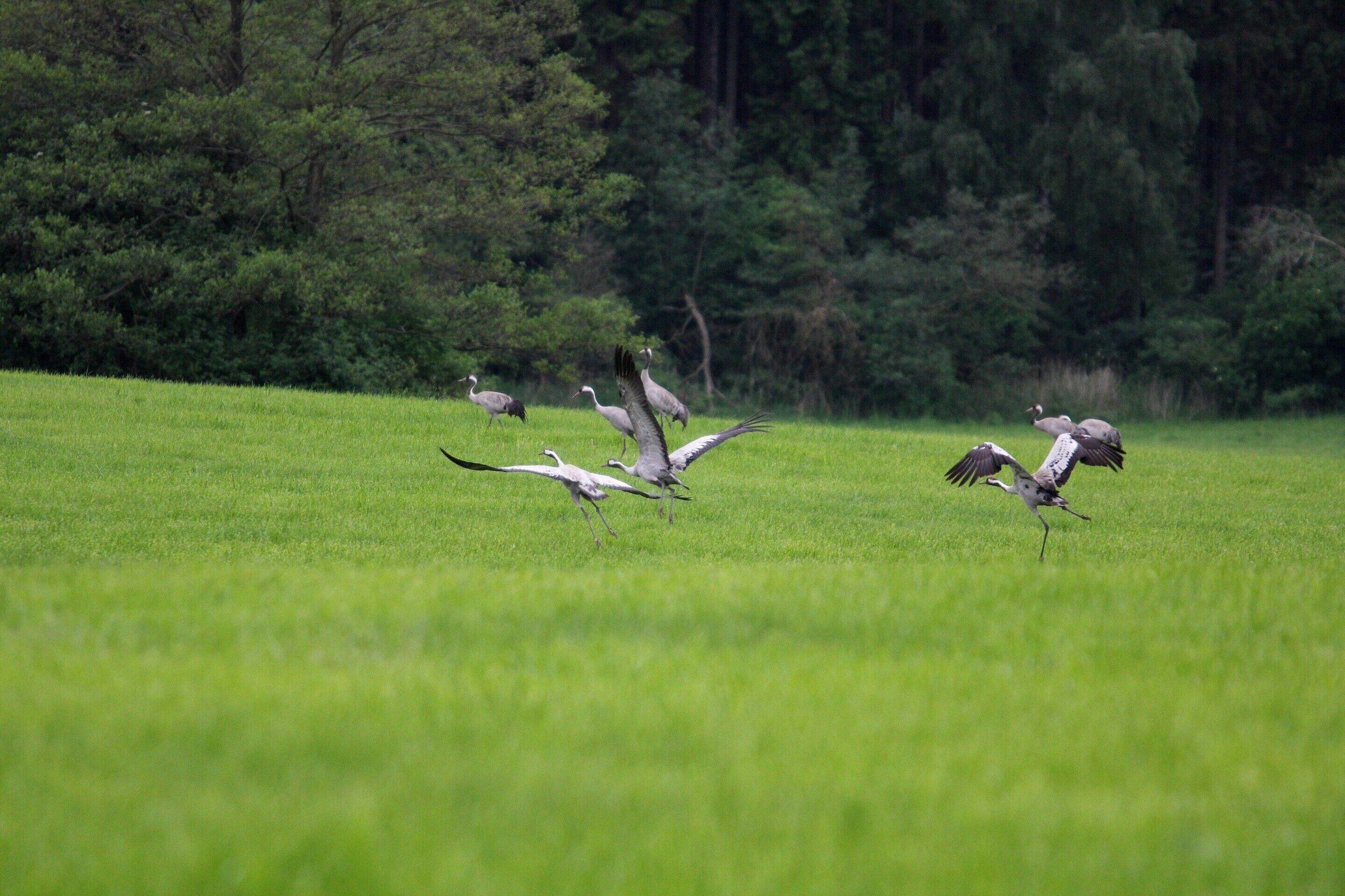 Un grupo de pájaros en un campo con césped y árboles al fondo.