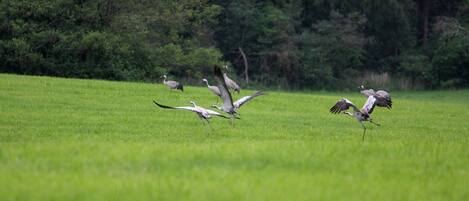 Un grupo de pájaros en un campo con césped y árboles al fondo.