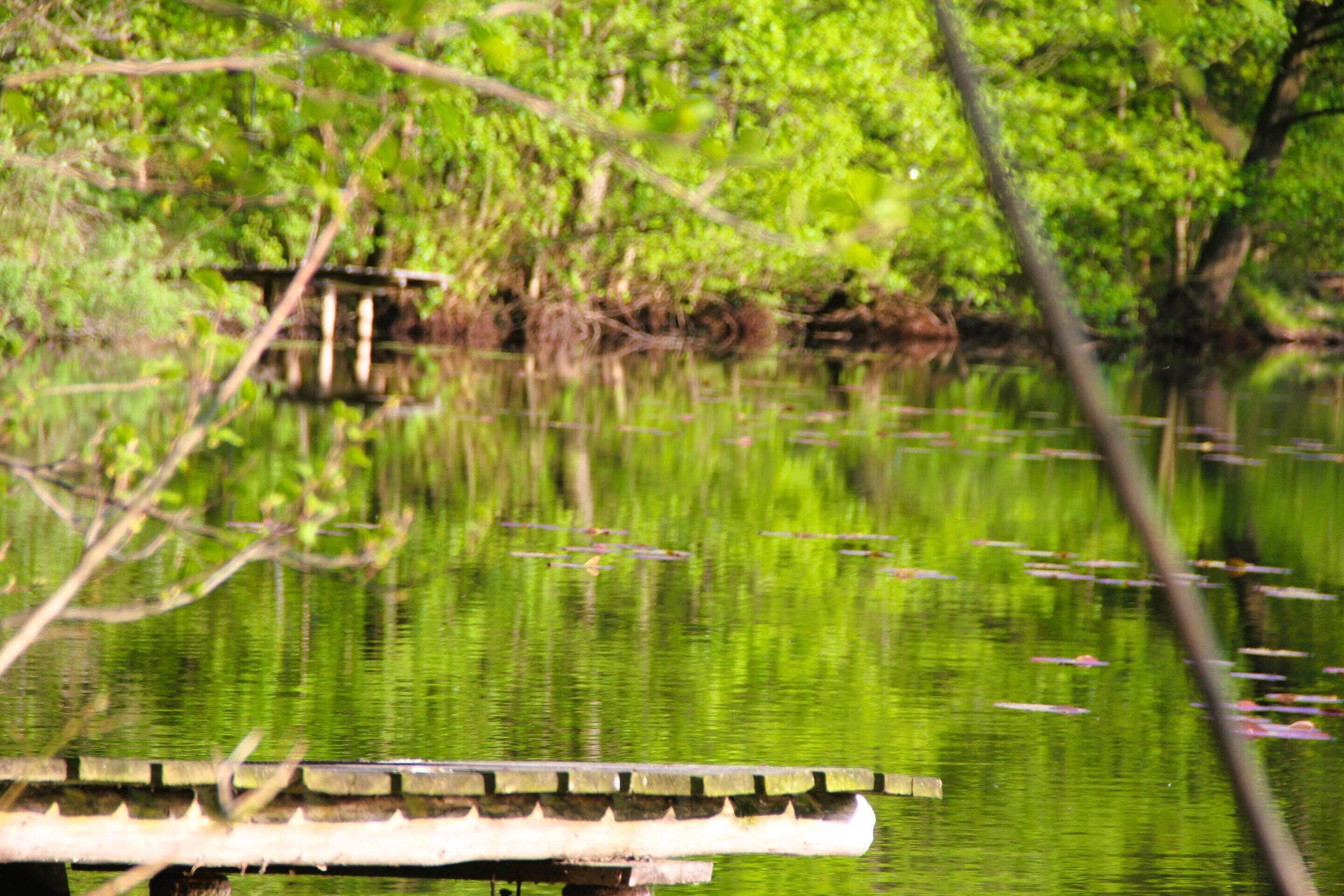 Une jetée en bois s’étendant sur une étendue d’eau calme, entourée d’une végétation luxuriante.