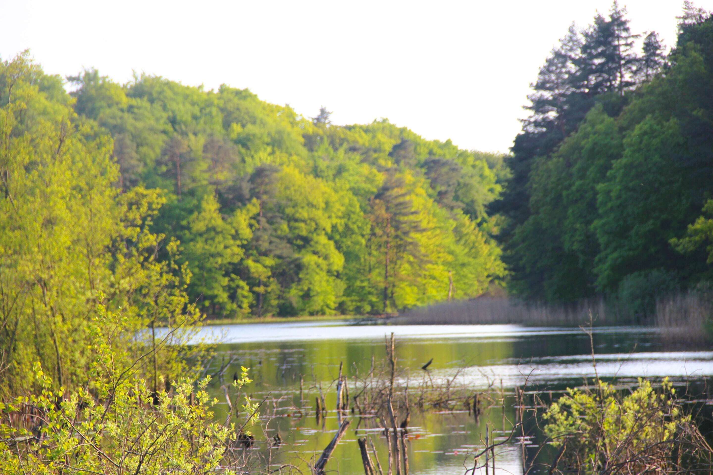 A natural landscape with a lake surrounded by dense forest.