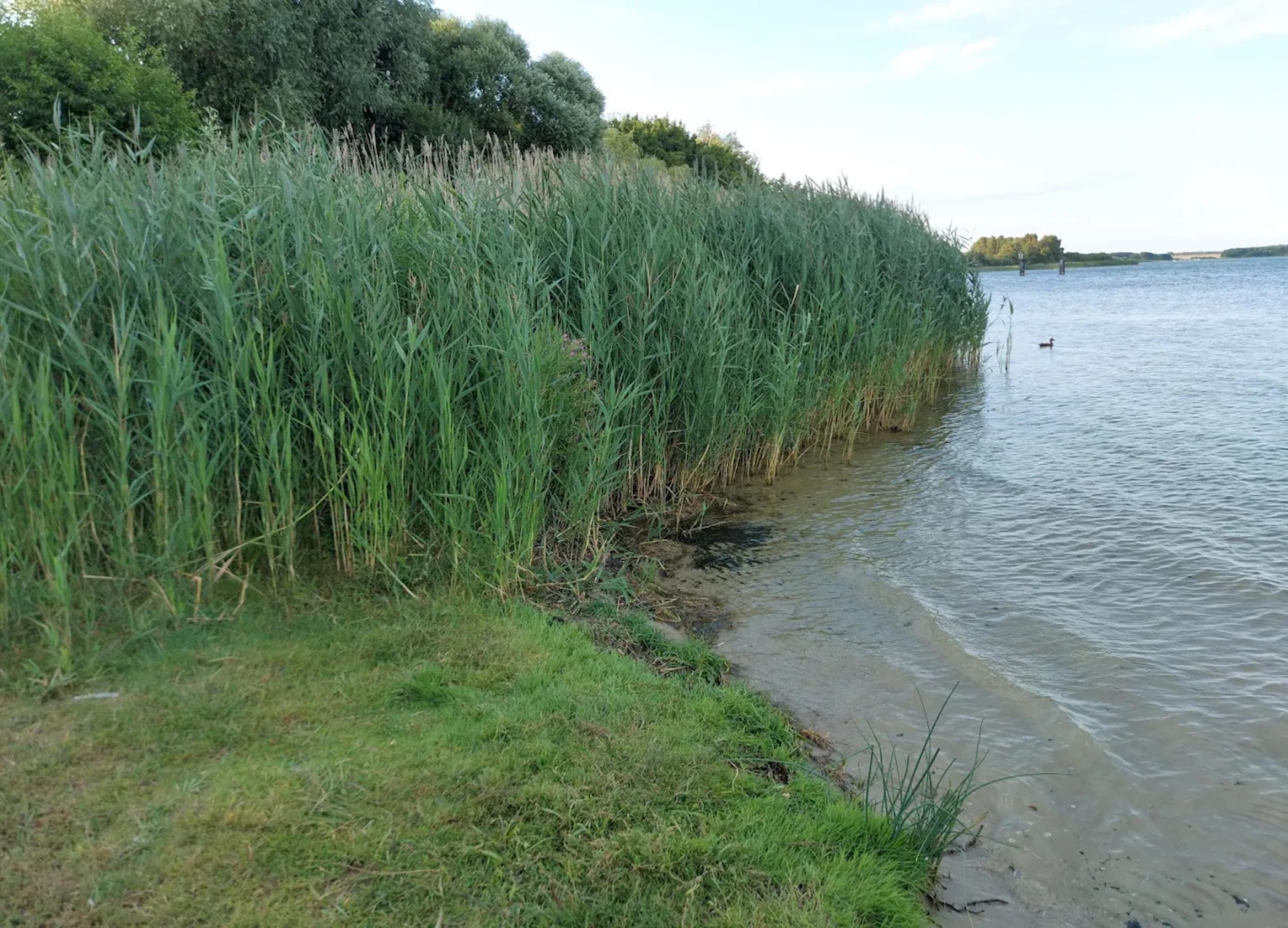 A riverside view with tall grasses and a calm water body.