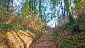 A pathway through a wooded area with fallen leaves and trees on either side. - Ferienwohnungen, Malchow (Malchow)