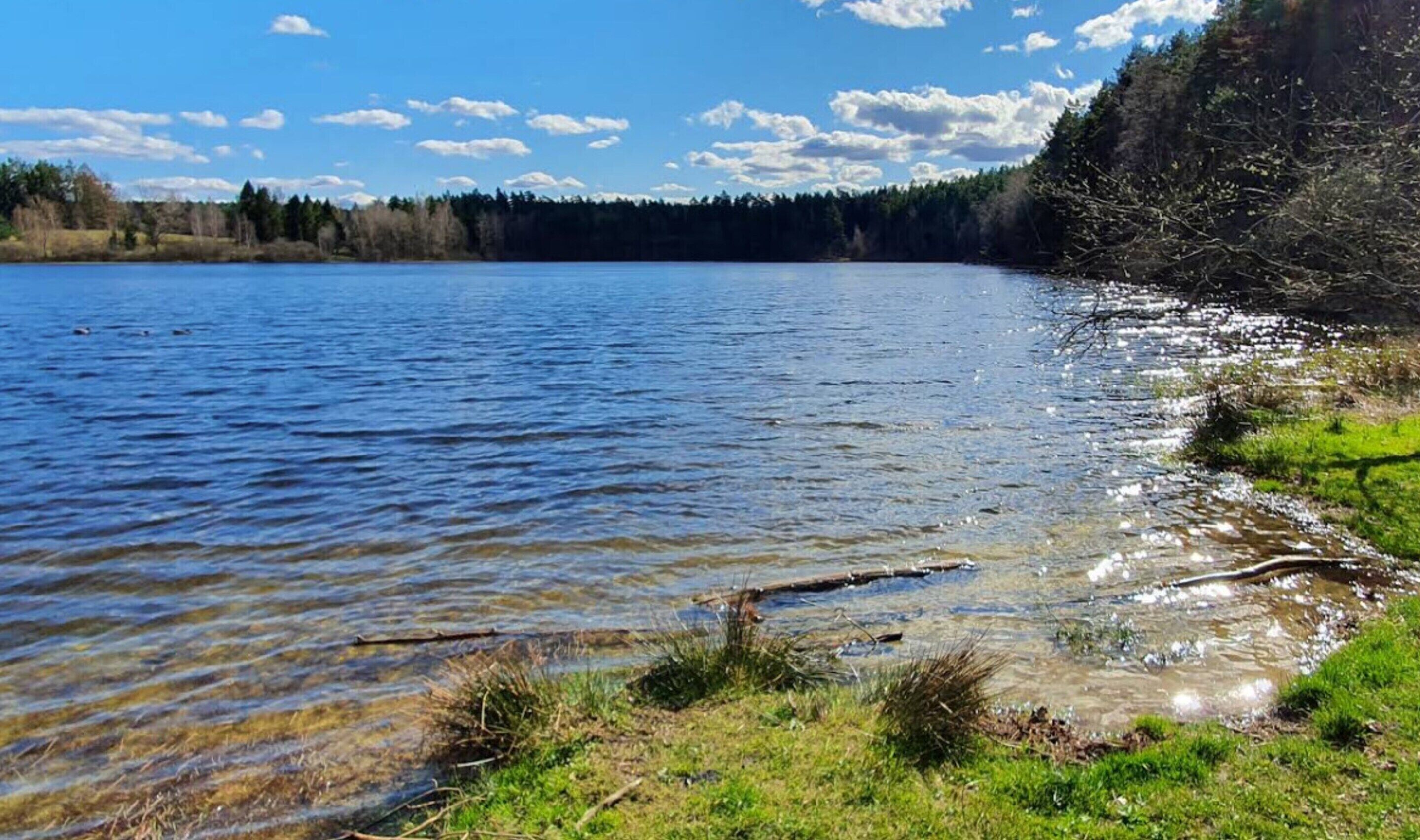 A calm lake with clear water, surrounded by grassy banks and a forested area.