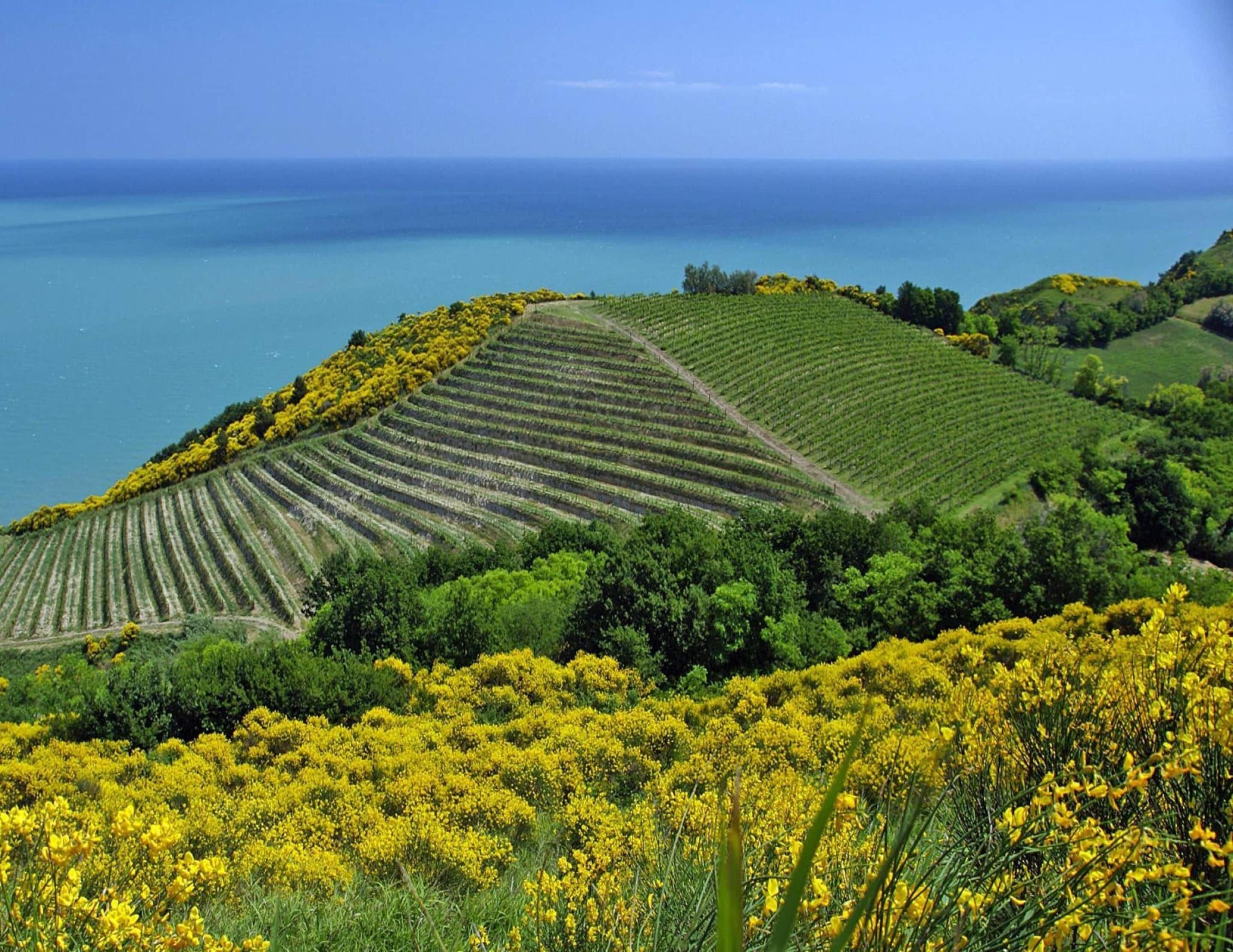 Ein Weinberg mit Rebenreihen und gelb blühenden Pflanzen, mit Blick auf ein Gewässer.