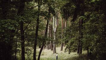 A forest with tall trees and a person riding a bicycle.