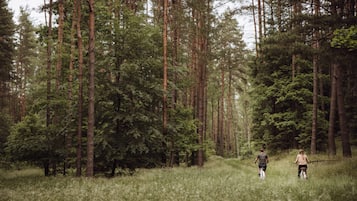 Un área boscosa con árboles altos y un sendero.