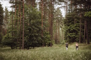 A forested area with tall trees and a path. - Apartment in Gronowo Near Lake Siecino (Zlocieniec)