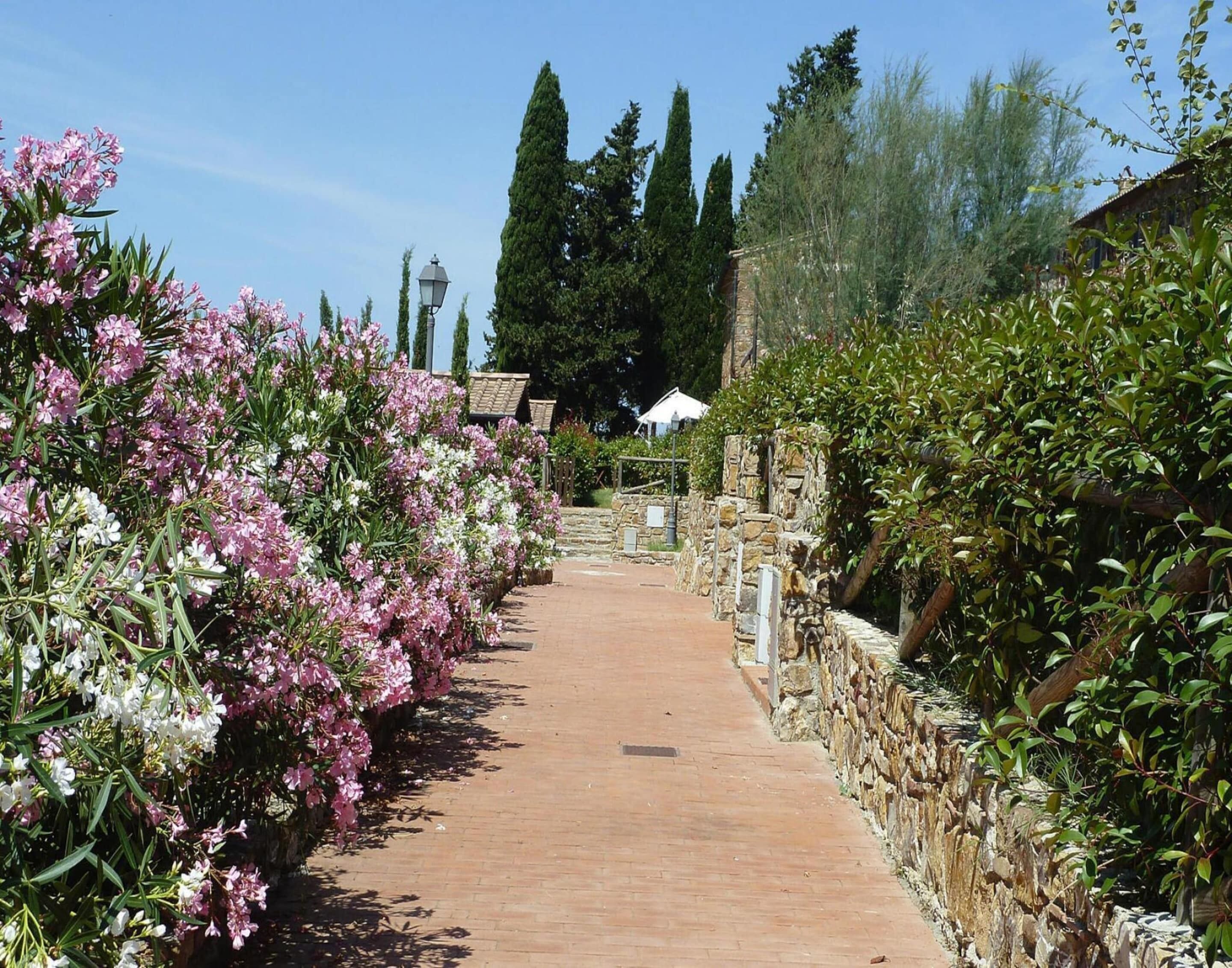 A paved pathway flanked by flowering shrubs and a stone wall.