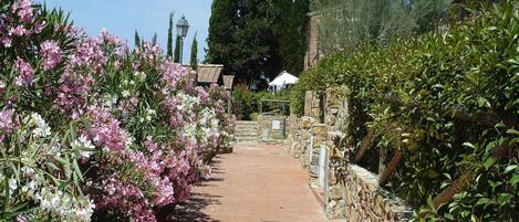 A paved pathway flanked by flowering shrubs and a stone wall.