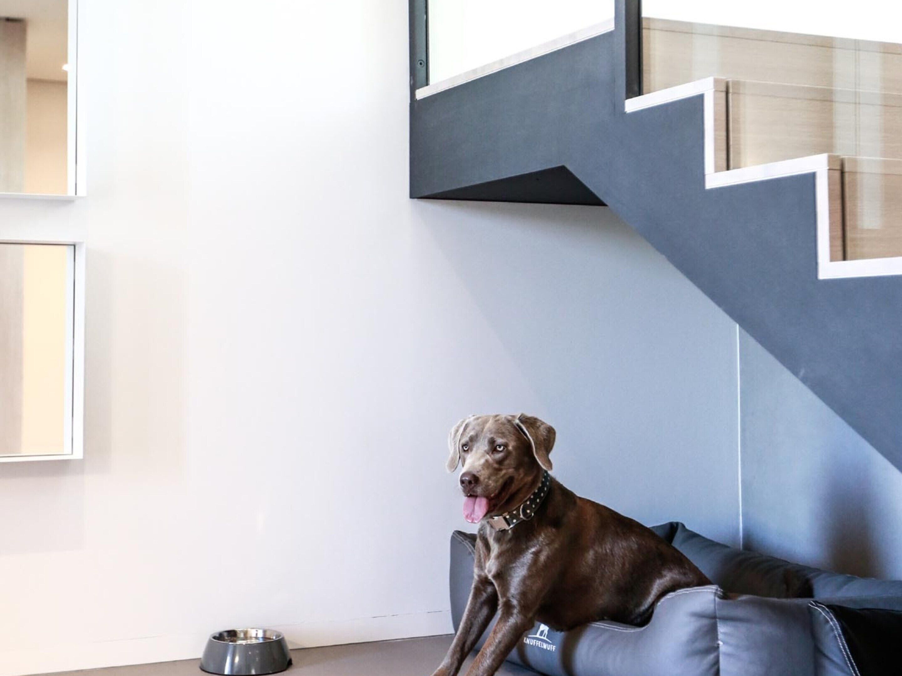Un intérieur moderne avec un chien qui se repose sur un canapé gris.