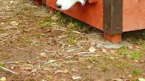 Two wooden dog houses with metal roofs, one with a dog partially visible and the other with a dog peeking out. - Holiday Apartment in the Countryside, Biskupice (Biały Bór)