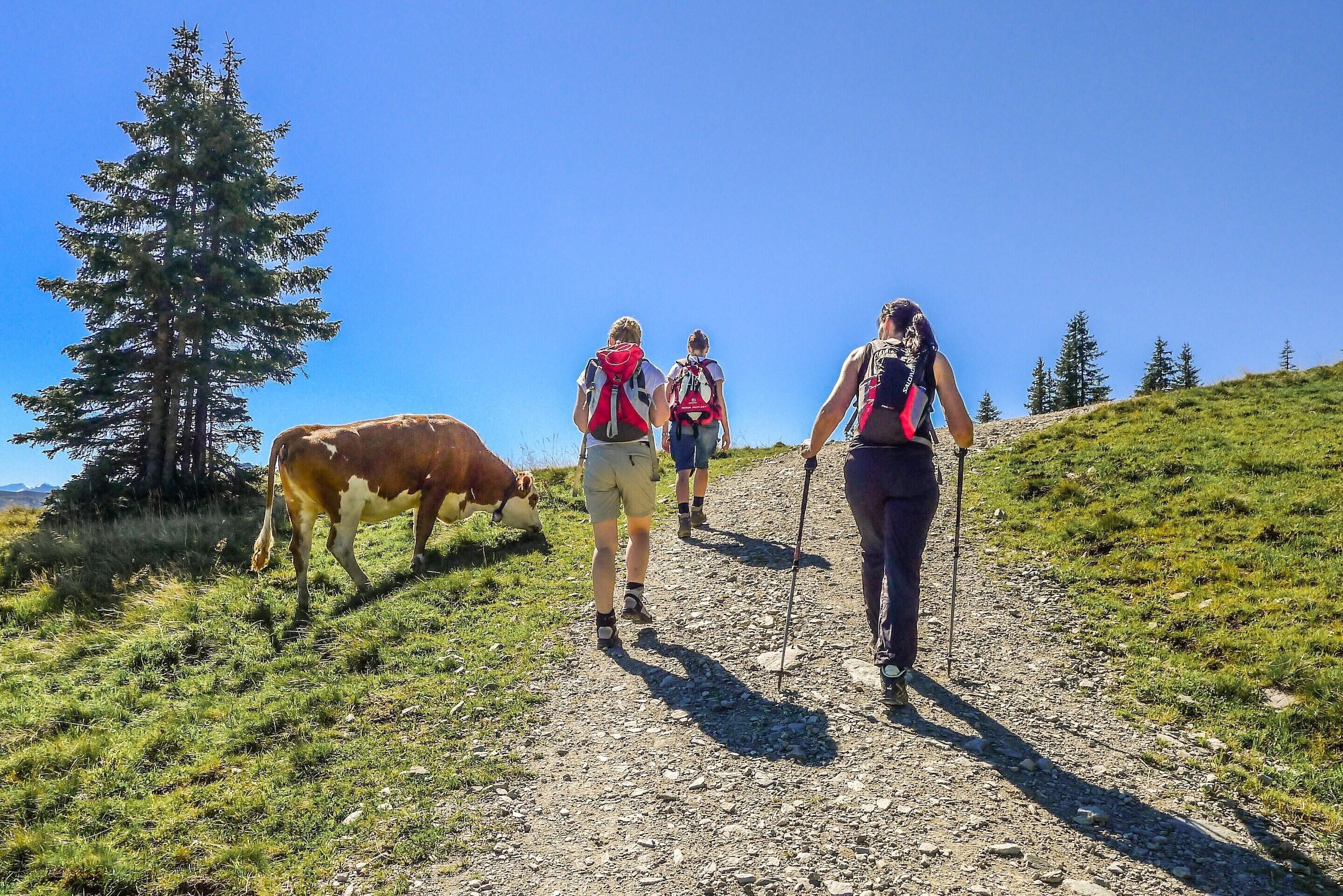 A group of hikers on a rocky trail with a cow grazing nearby.