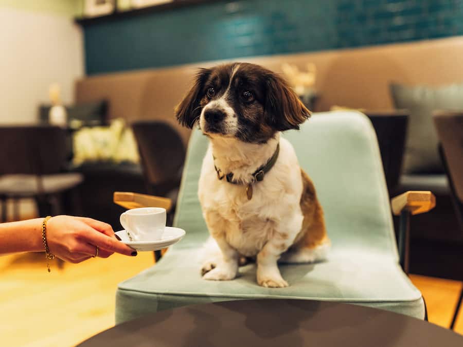 A dog sitting on a chair in a room with a table and chairs.