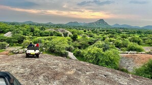 Safari