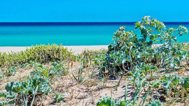 Una playa con agua azul cristalina y orilla arenosa.