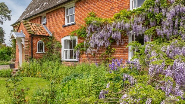 A red brick house with white windows, surrounded by lush greenery and purple wisteria vines. - Cutbush Farmhouse, Hingham, Norfolk (Hingham)