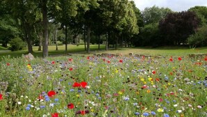 Un champ de fleurs sauvages avec des arbres en arrière-plan.