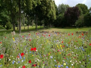 A field of wildflowers with trees in the background. - Cottage in the Countryside, Quiet, Private Garden (Malechowo)