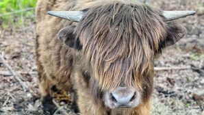 Un yak de pie en un campo con una cerca al fondo.