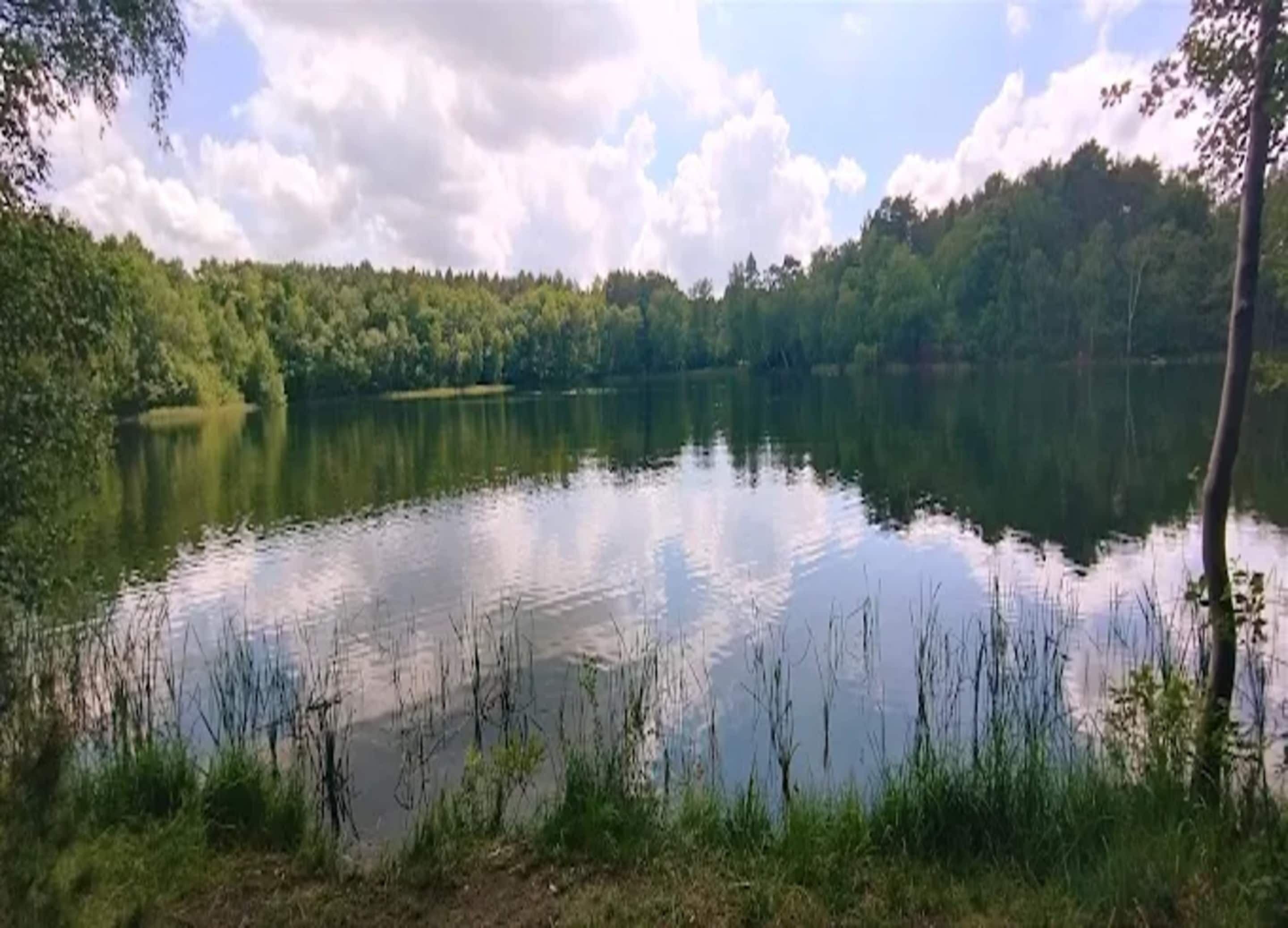 A calm lake surrounded by dense forest.
