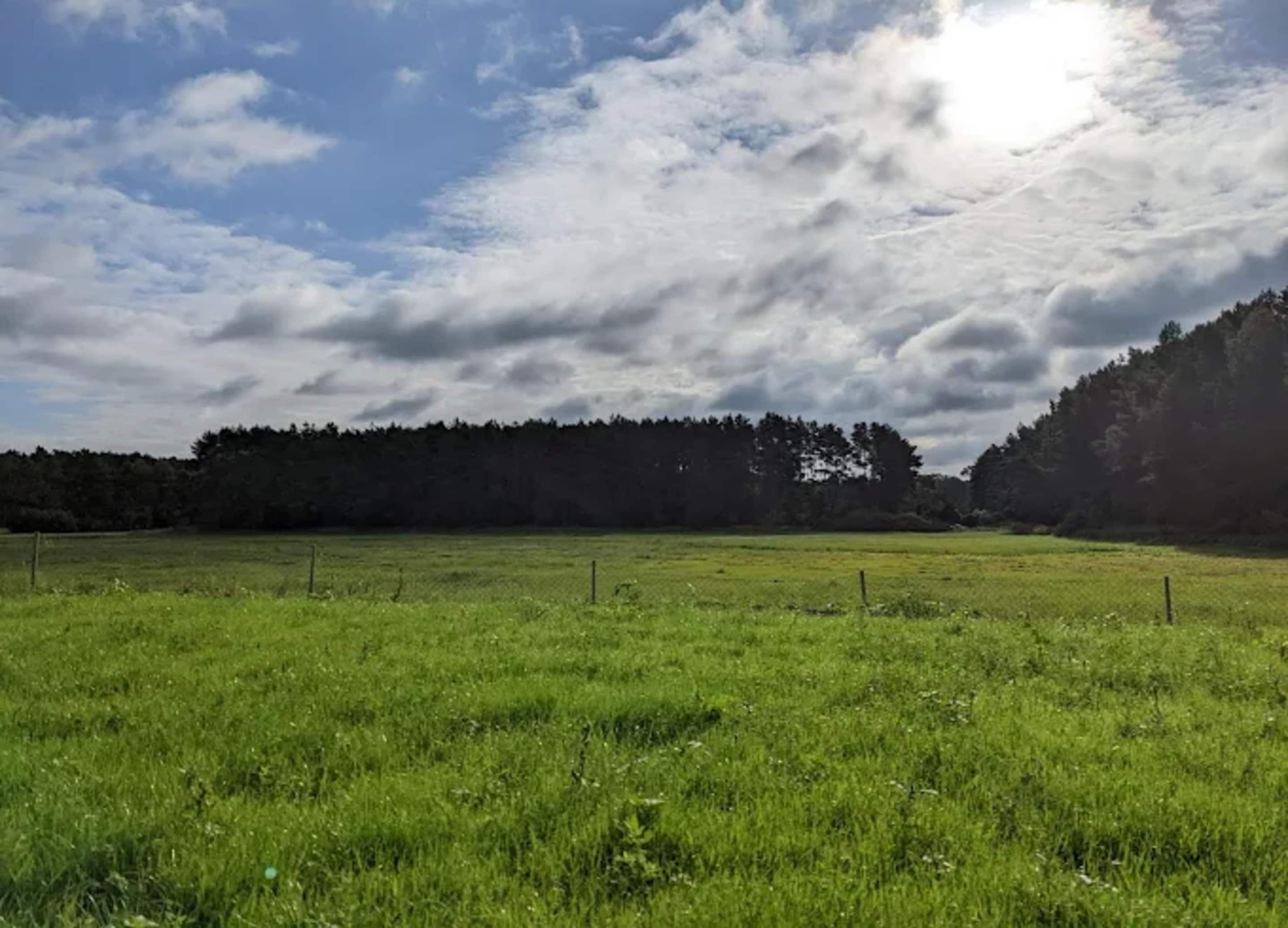 A grassy field with a fence and a forest in the background.