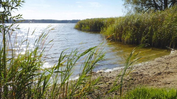 A riverbank with dense vegetation and a clear view of the water. - Ferienhaus Zum Roten Adler in Storkow (Storkow)