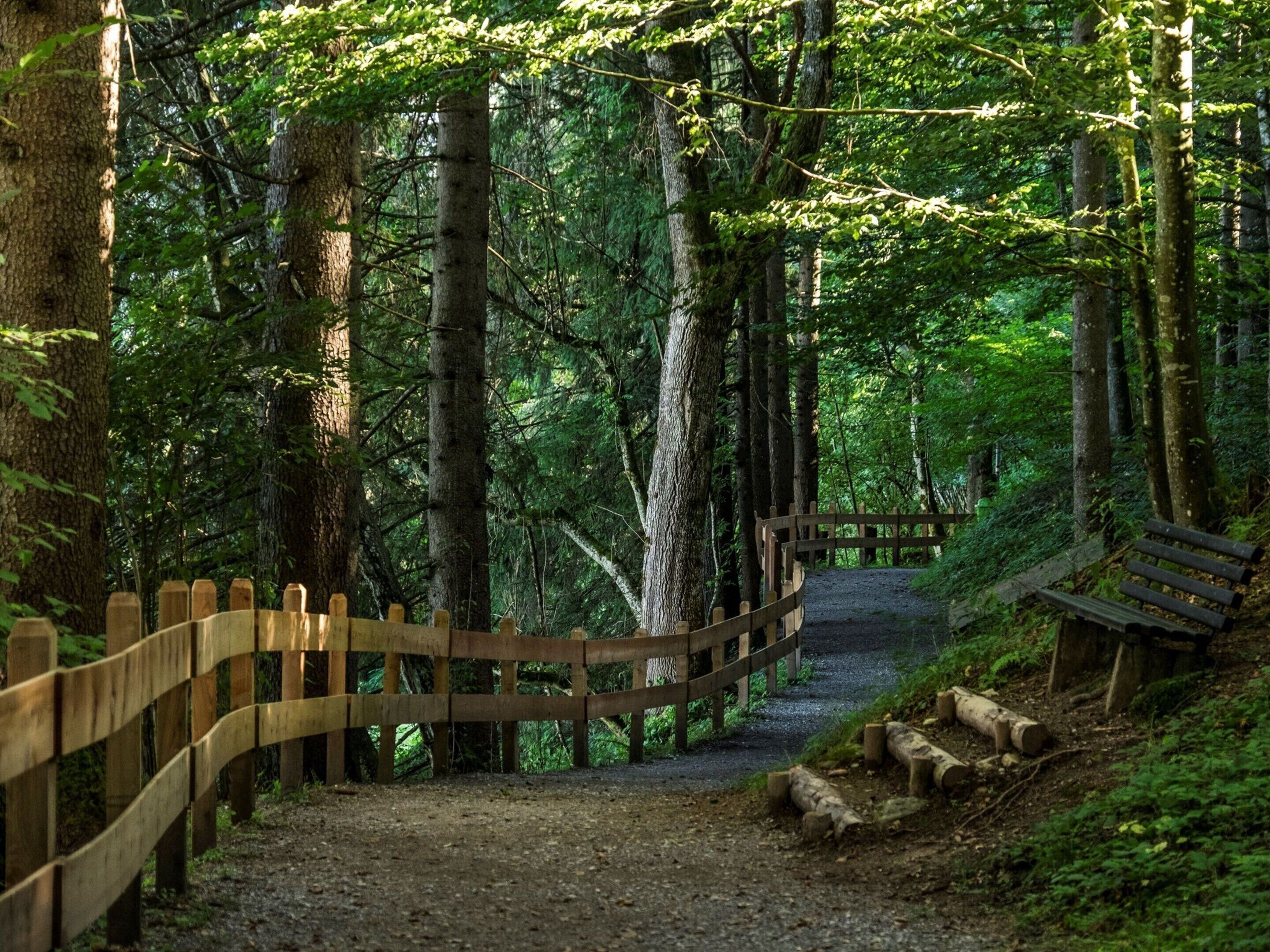 A forested area with a wooden pathway and a bench.