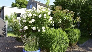 Ein Garten mit weißen Blüten, einem blauen Blumentopf und einem Haus im Hintergrund.