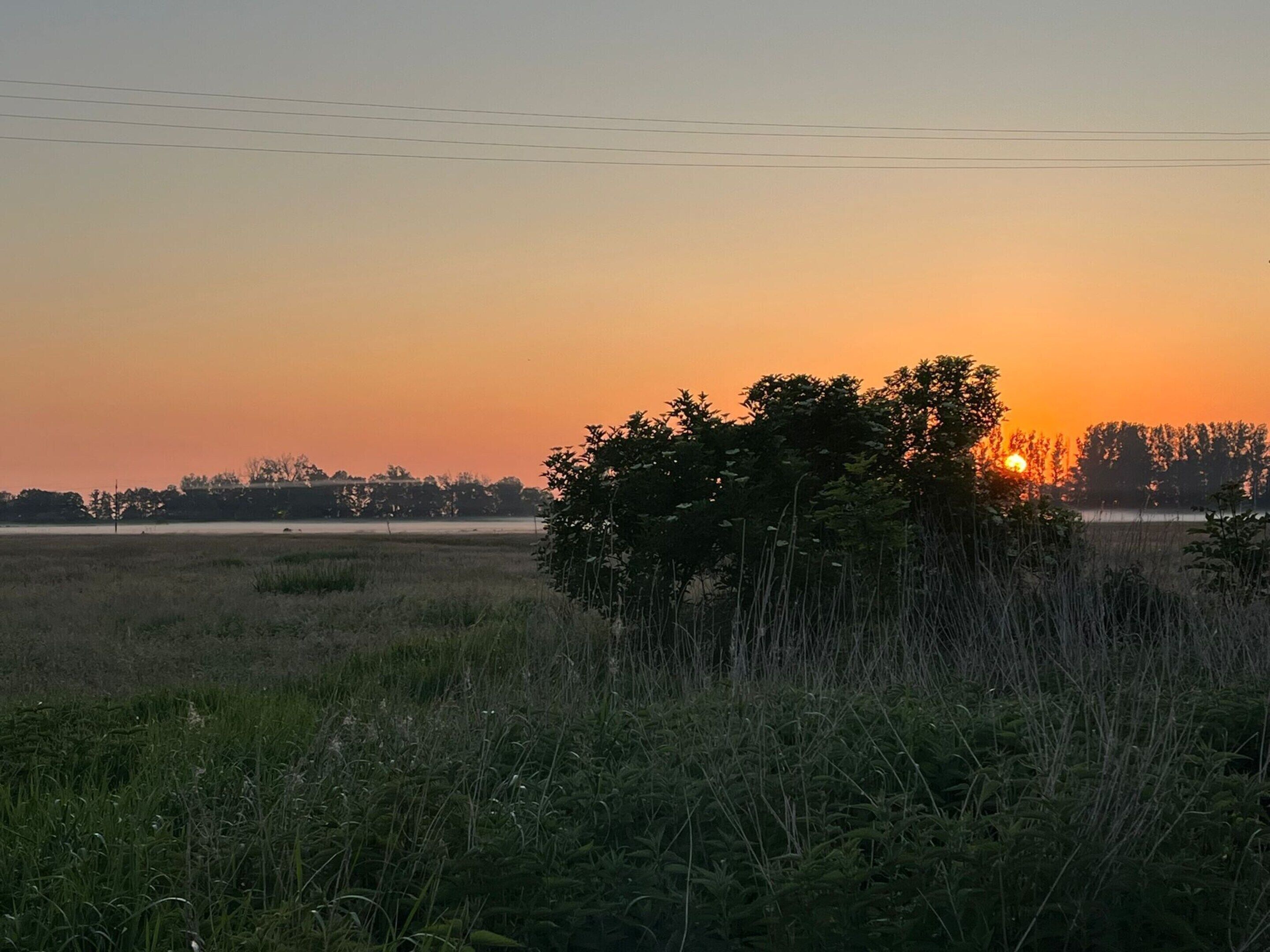 Solnedgang over et mark med et træ i forgrunden.