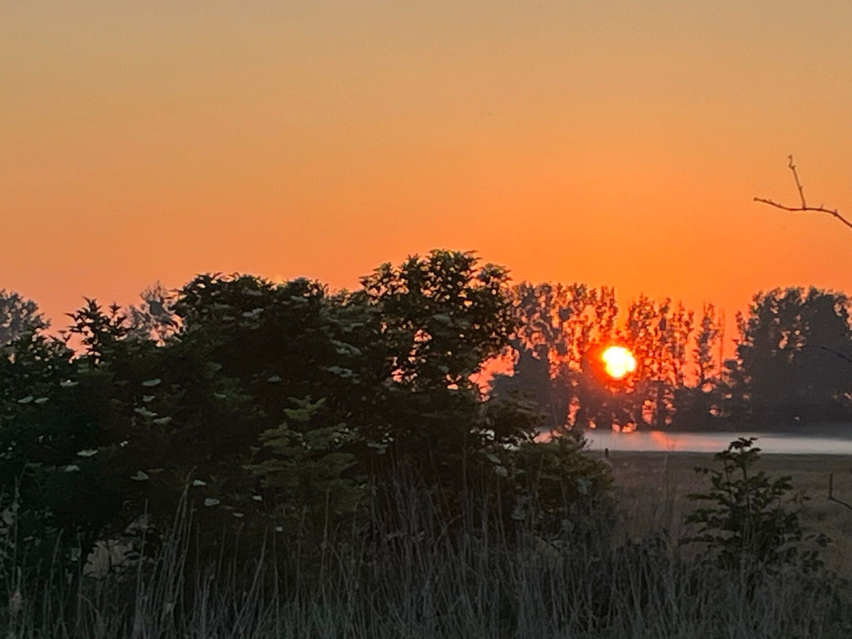 Un coucher de soleil sur un champ, avec des arbres au premier plan.