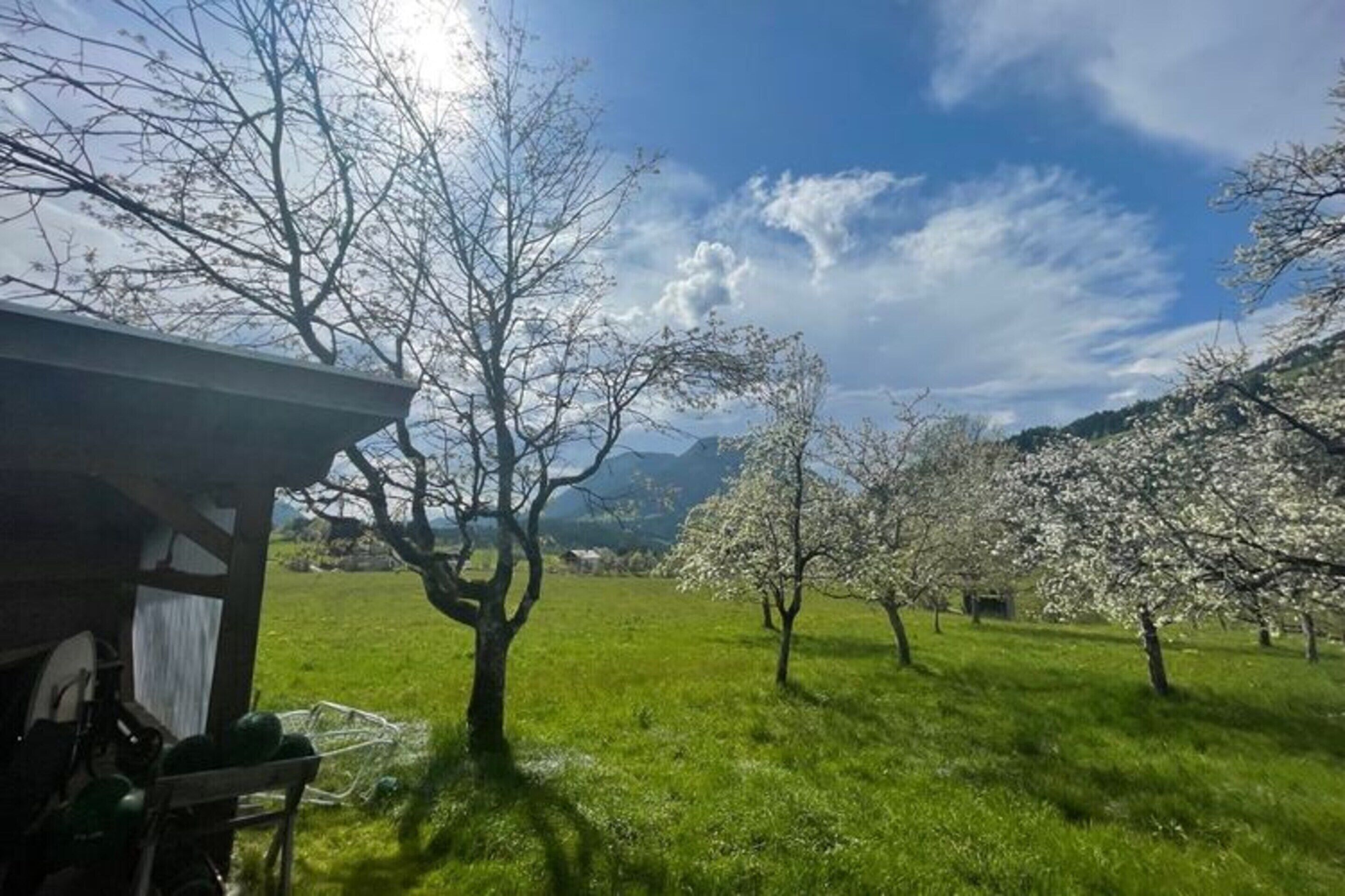 A rural landscape with a clear sky, a wooden structure, and blooming trees.