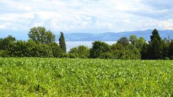 Apartment | View from property