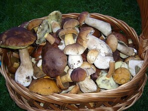 Una cesta repleta de varios hongos.