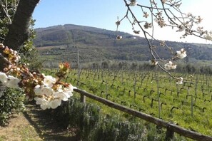 Room - Bilocale nel Verde con Piscina 7 km da Firenze (Toscana)