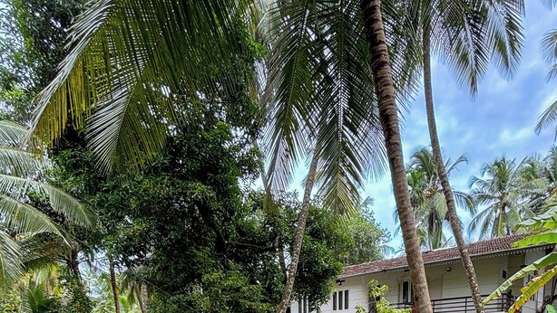 Un jardín exuberante con palmeras, un césped y un edificio de techo con tejas.
