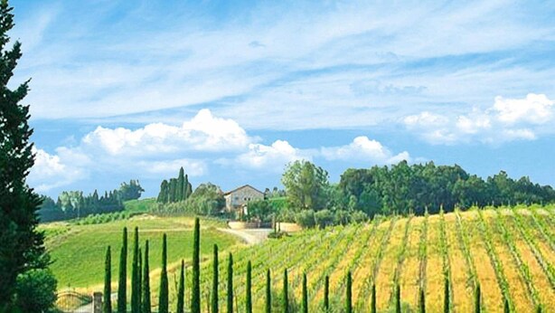 A vineyard with rows of grapevines, a house in the background, and a clear sky. - Apartment in Tuscany With Golf & Pools (Gambassi Terme)