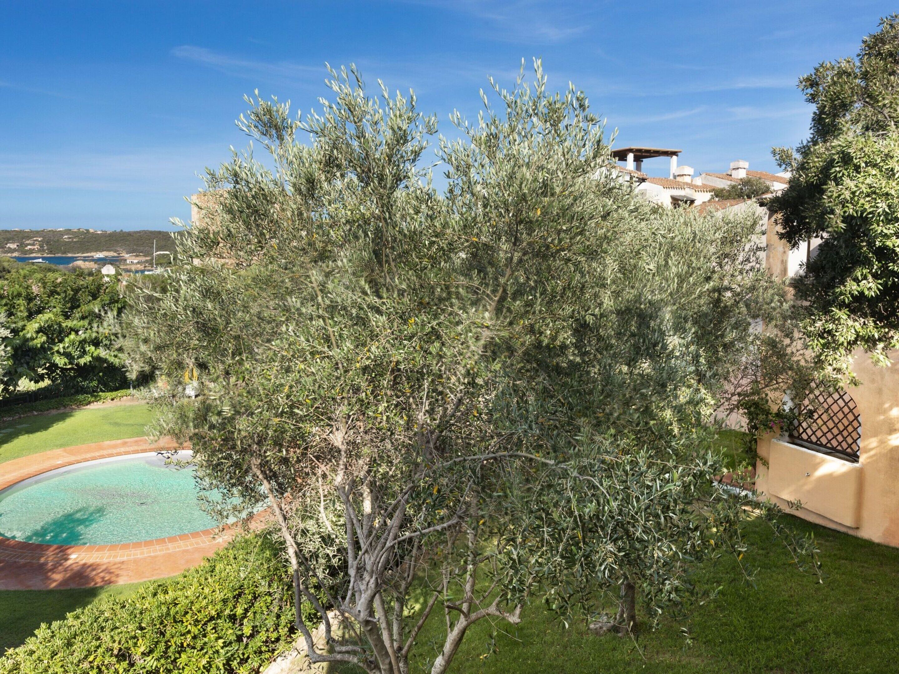 A pool surrounded by a well-maintained lawn and olive trees.