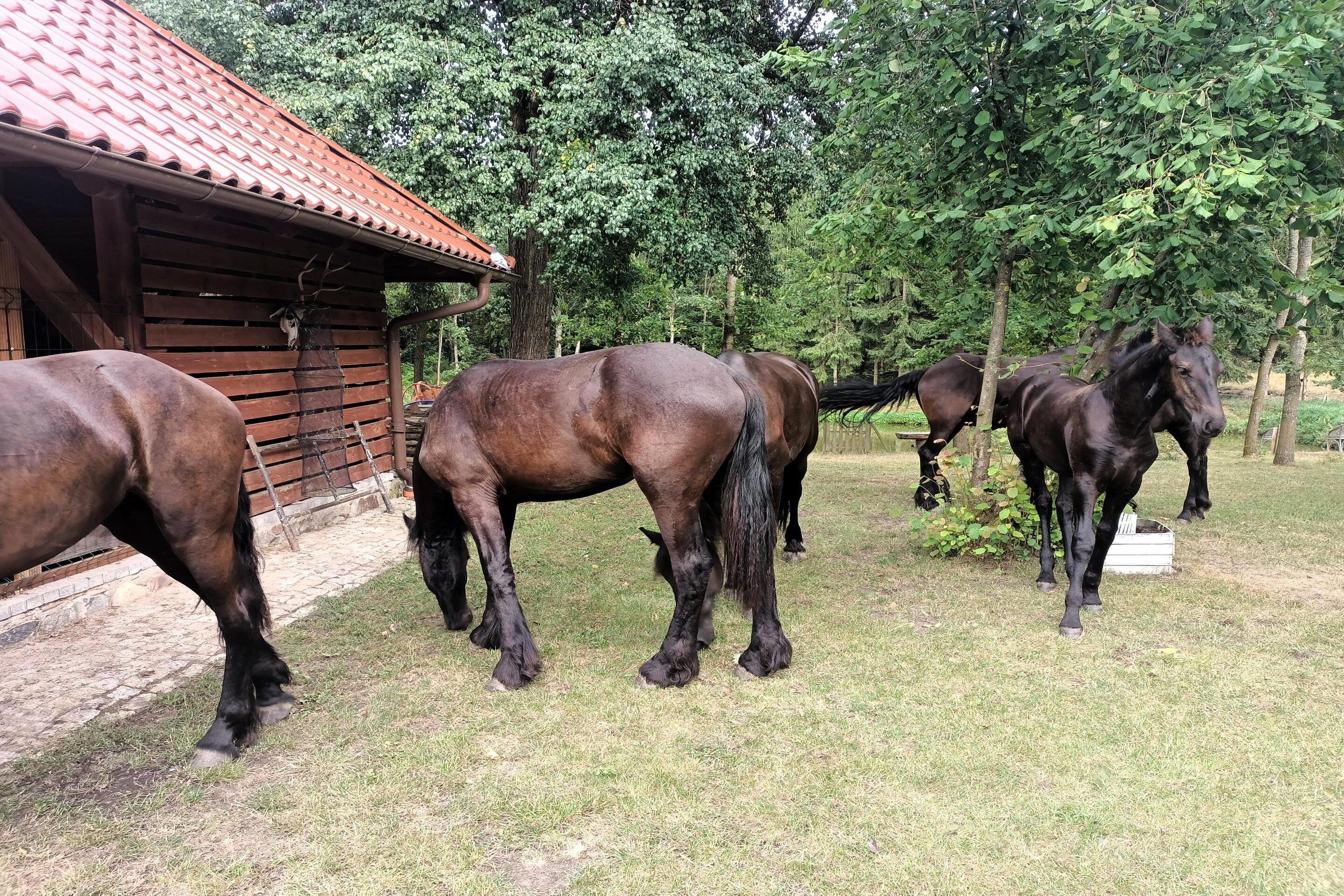 Een schuur met een dak van rode tegels en een houten omheining.