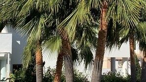 A row of palm trees in front of a building with a white facade and a chimney. - Terrazas de Alcaidesa Golf & Beach 2139 (La Alcaidesa)