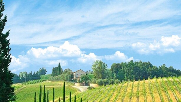 A vineyard with rows of grapevines, a house in the background, and a clear sky. - Apartment in Tuscany With Pool & Golf (Gambassi Terme)